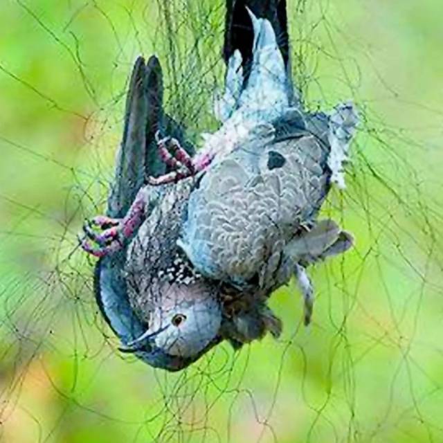 Jaring untuk Penangkap Burung Kelelawar Walet Sriti Ayam Kecil Reptil dll