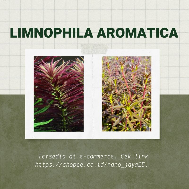 Limnophila aromatica (tanaman aquascape)