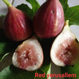 Bibit Pohon Tin Merah Jenis Red Yerussalem | Bibit Buah tin Merah