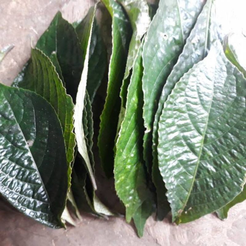 Daun keji beling | ki beling | pecah beling segar 500 gram