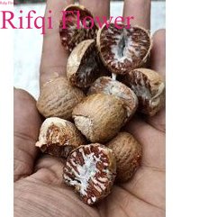 

Pinang Belah 100gr Betel Nut Biji Pinang Buah Herbal Pinang Sirih Rifqi Flower