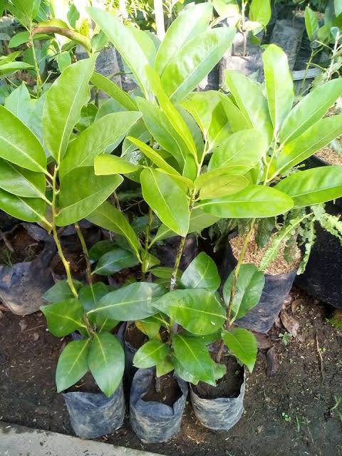 Bibit buah black sapote Superunggul