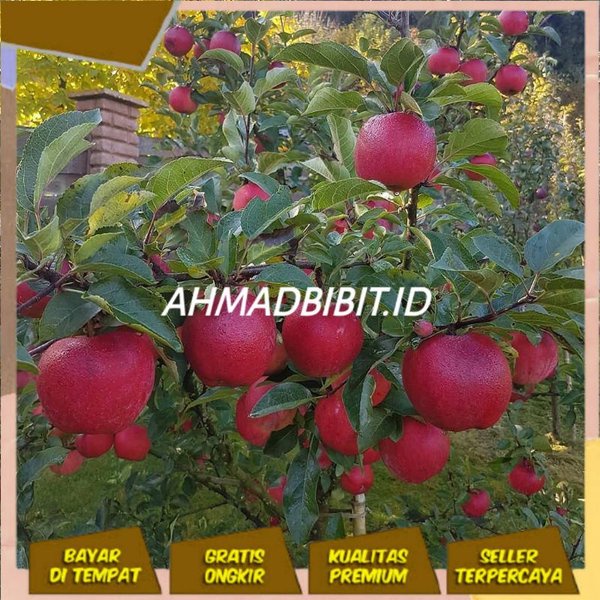TERBAIK Apel Bibit Tanaman Buah Apel Merah Siap Berbuah Hasil Cangkok VIRALL