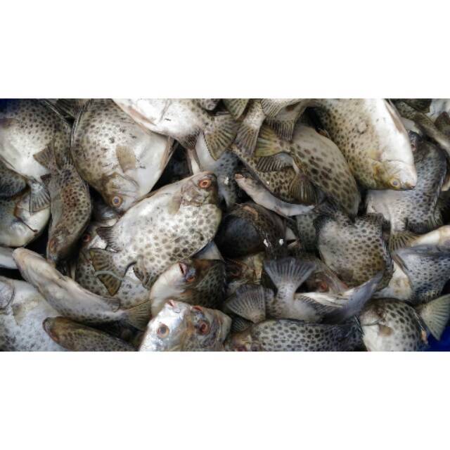 Ikan ketang-ketang/kiper-kiper segar per kg