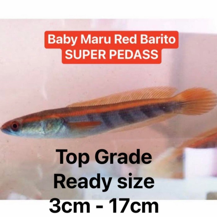 Ikan Chana Channa Maru Super Red Barito Kalimantan Tengah Asli 100%