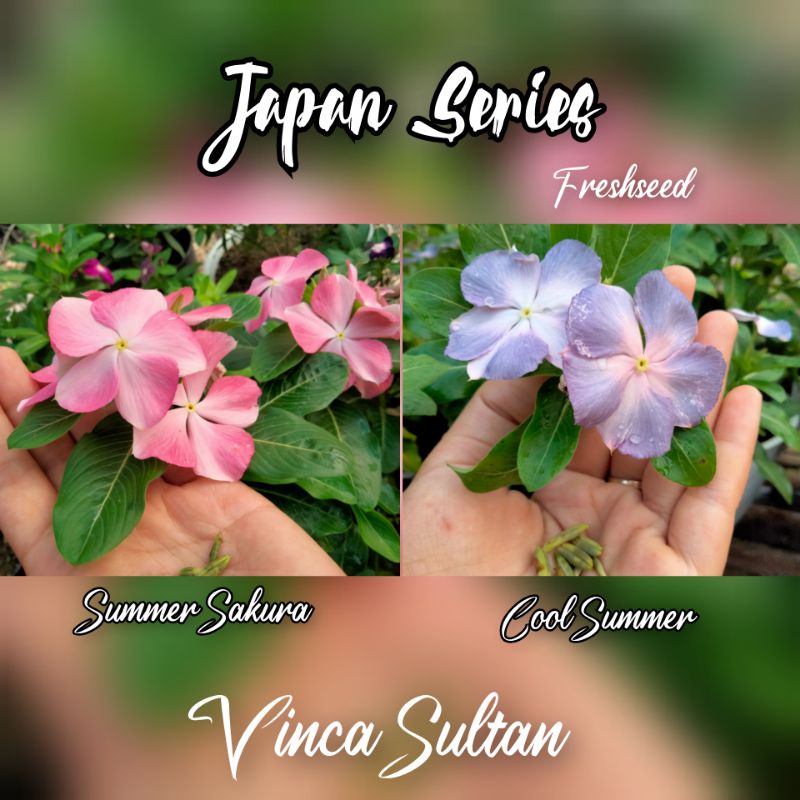 Vinca Import Tegak Japan Series Benih Biji Bunga Tanaman Hias Tapak Dara