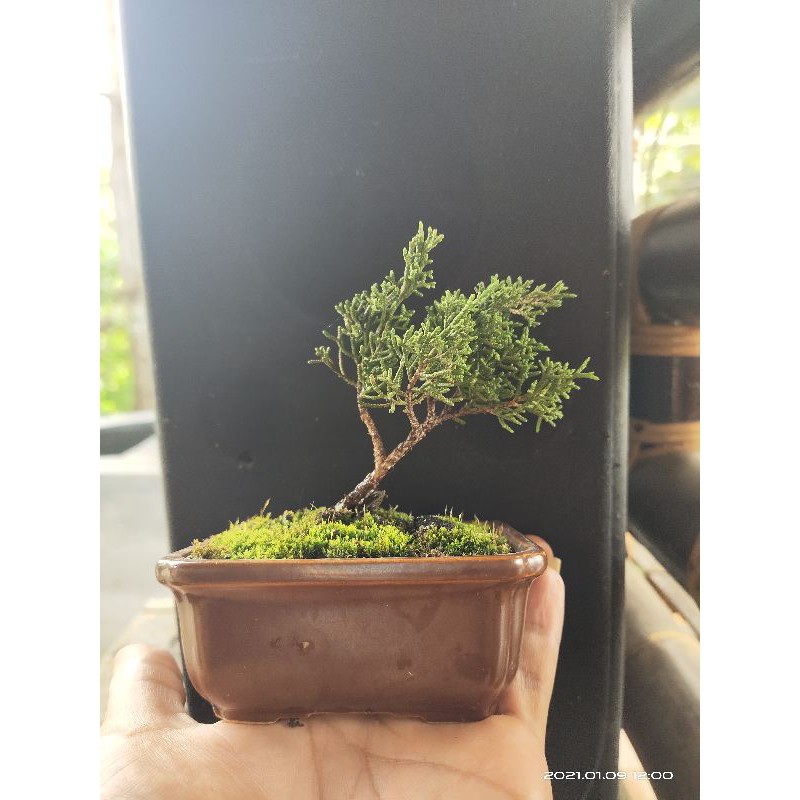 bonsai cemara sargenti