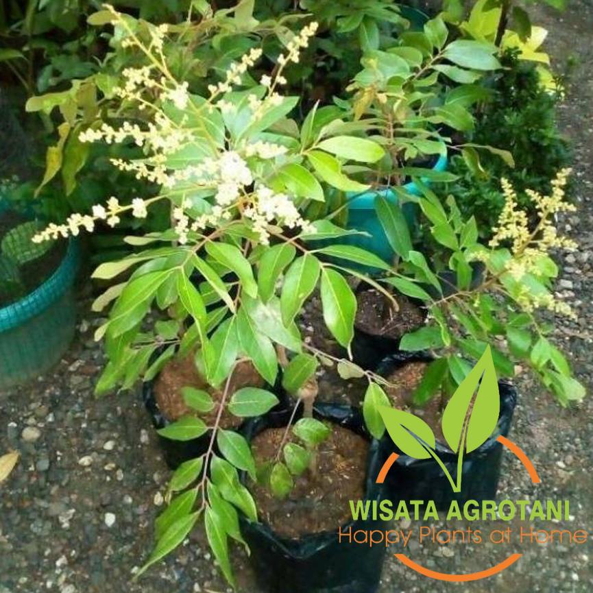 VIRAL Pohon Buah Klengkeng Durian Asli Okulasi Tanaman Hasil Sambung Pohon yg Berbuah Lebat Garansi 