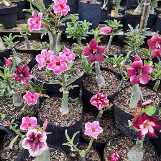 Pohon Bonsai Adenium - bibit pohon bonsai adenium kamboja jepang