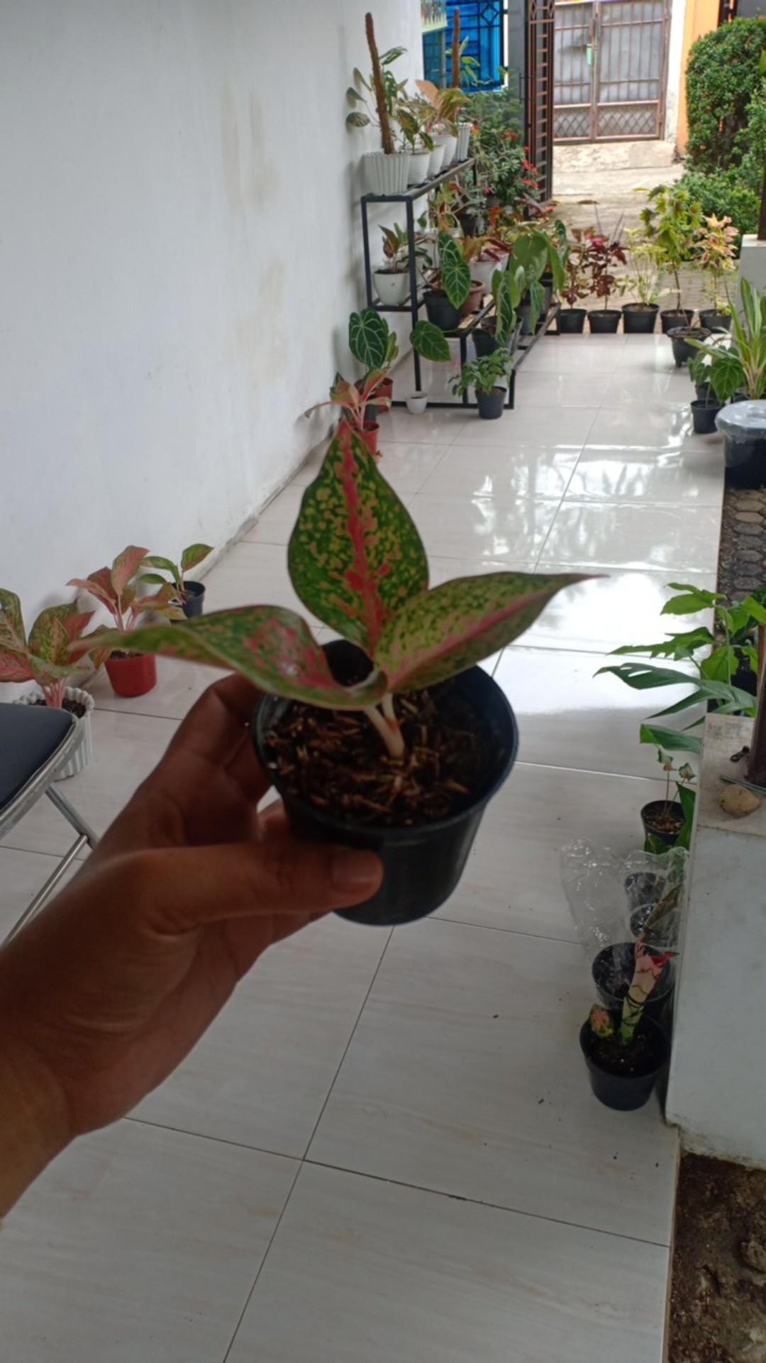 Aglonema Srikandi Thailand