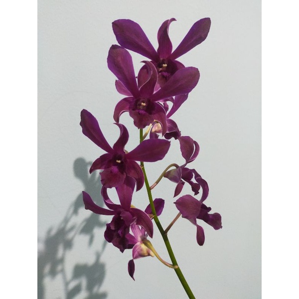 dendrobium Caesar Red