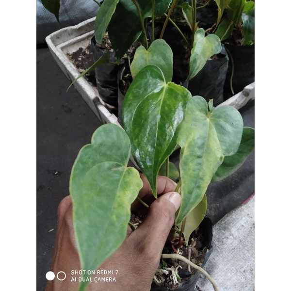 Anthurium bunga varigata+ mutasi