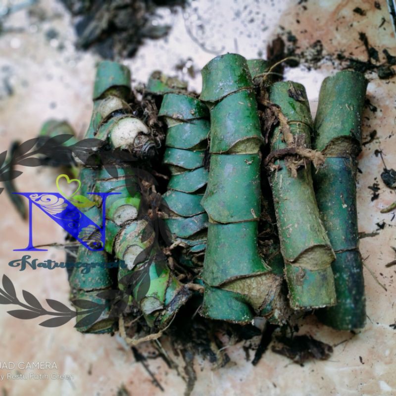 

bonggol jabol hutan rafidofora