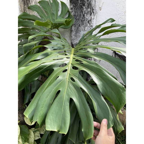 bibit monstera king 1-2 daun JAMINAN TERMURAH