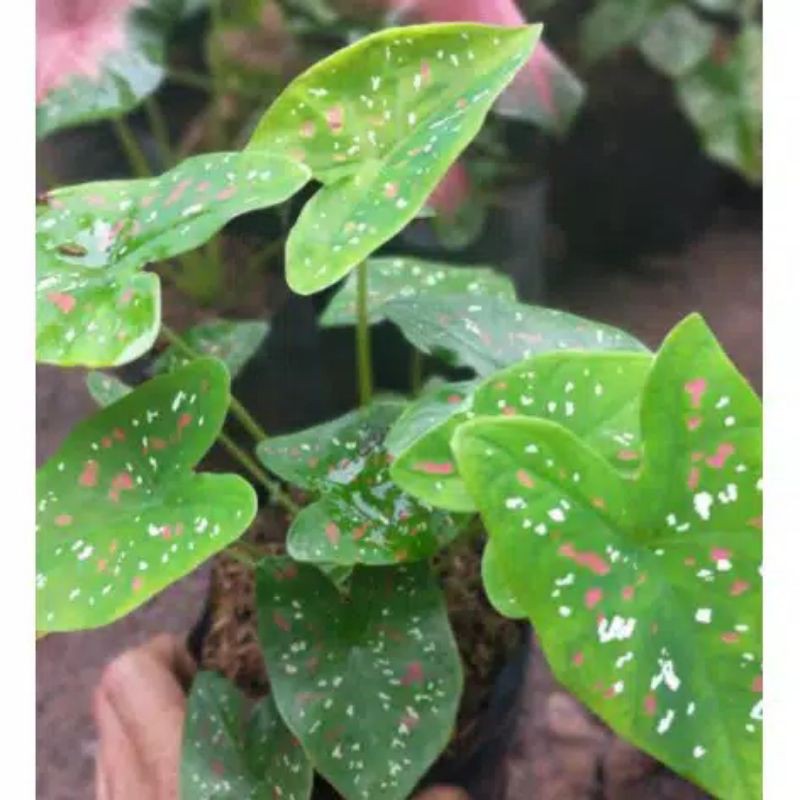 

keladi three colour