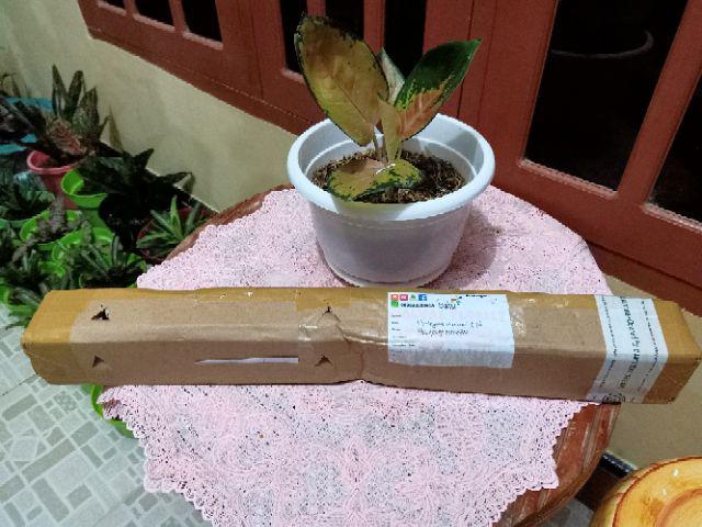 Tanaman Hias - Bibit Bunga Puring Bali