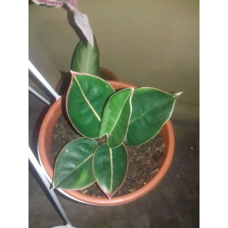 AGLONEMA LIPSTIK FLAMINGGO