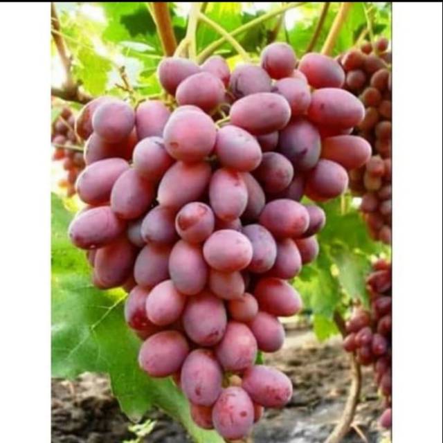 Bibit Anggur Import CRIMSON SEEDLESS