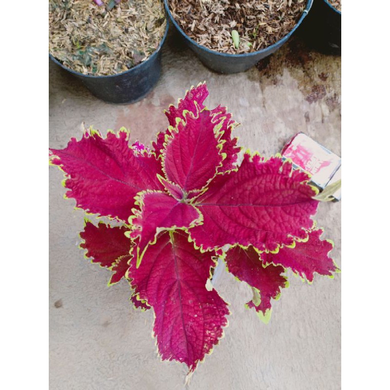 Tanaman hias miana merah garis kuning