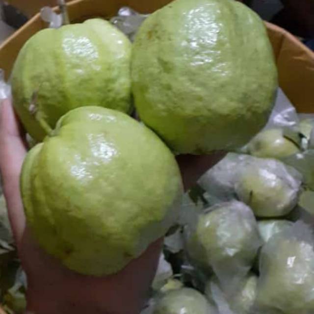 

Terlaris Jambu kristal