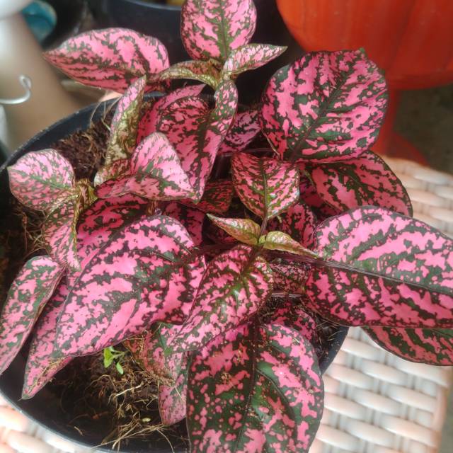 Tanaman hias hypoestes merah