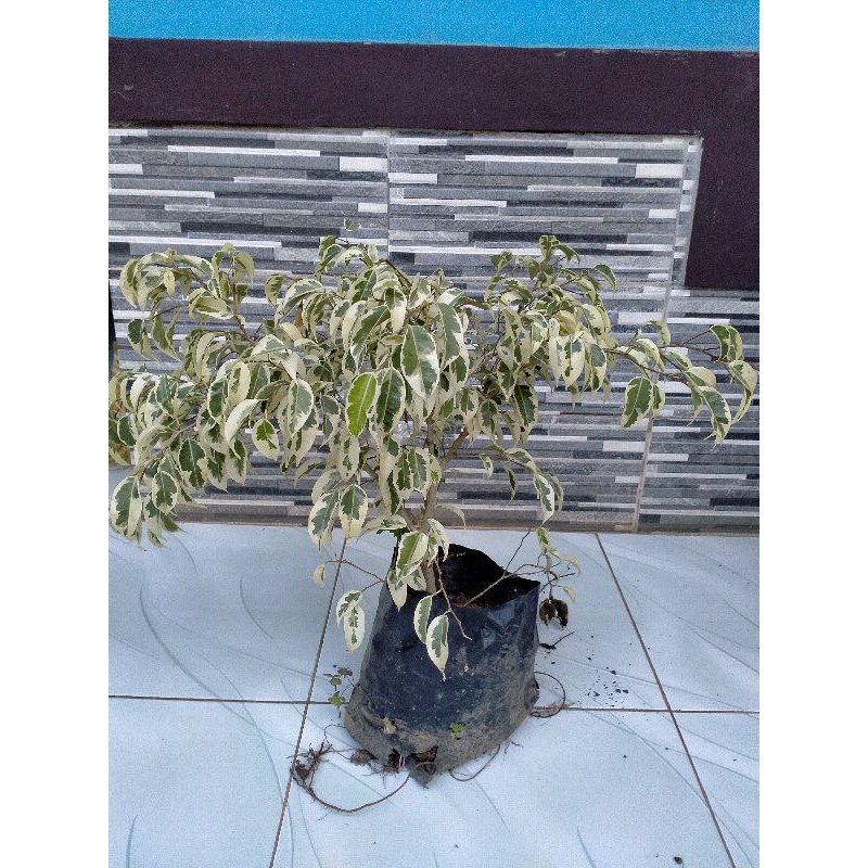 bahan bonsai Bringin putih beringin putih tanaman hias