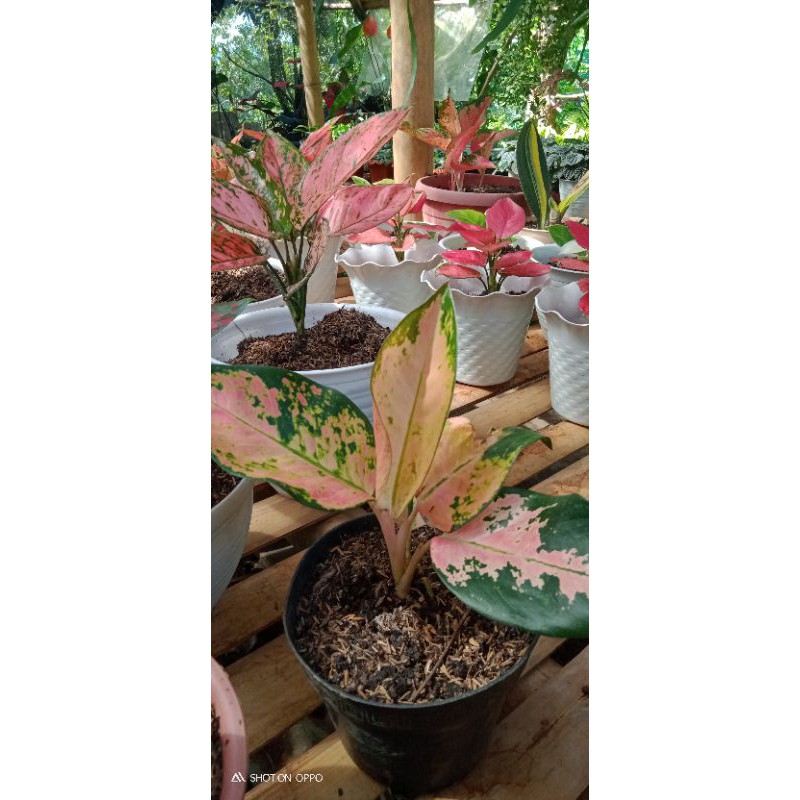 

khocin ebony