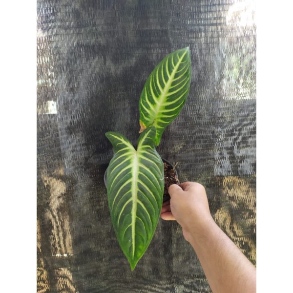 Tanaman Hias Xanthosoma Lindenii / Lindeni (Caladium / Keladi Zebra)
