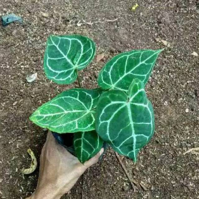 Tanaman kuping gajah-tanaman alocasia kuping gajah
