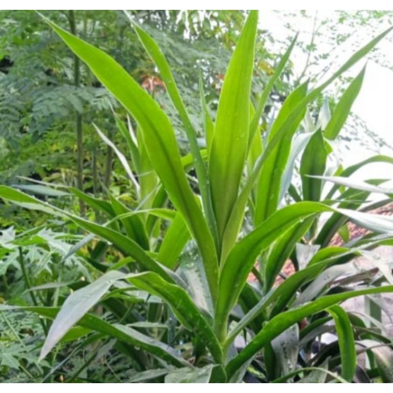 

DAUN SUJI PEWARNA MAKANAN ALAMI PEWARNA CENDOL PENAJAM
