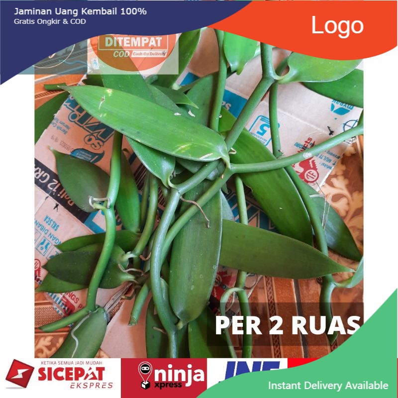 BIBIT VANILI STEK PER 2 RUAS/PER 2 DAUN VANILA PLANIFOLIA - Benih Vanili Unggul