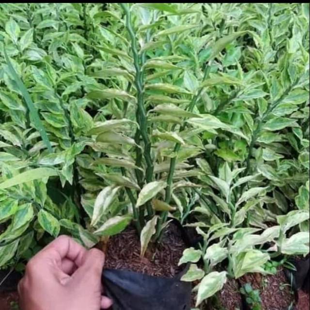TANAMAN HIAS ZIGZAG PLANT / PATAH TULANG