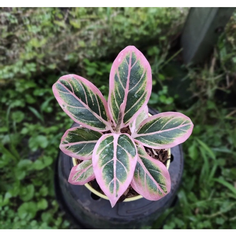 Aglonema Lotus delight Baby