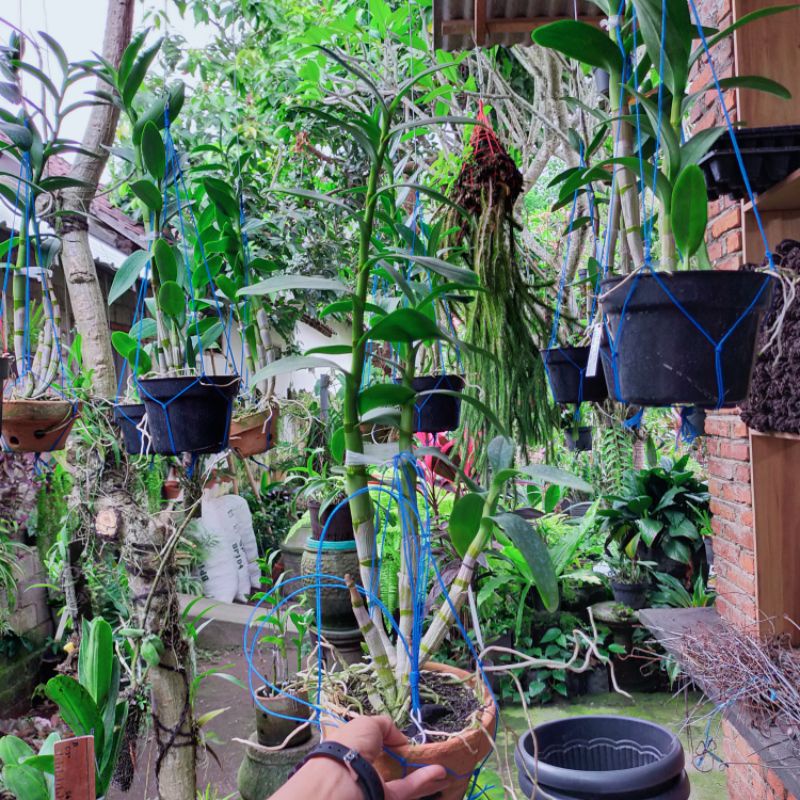 Anggrek Dendrobium keriting melintir dewasa jumbo/ id. warna Acak