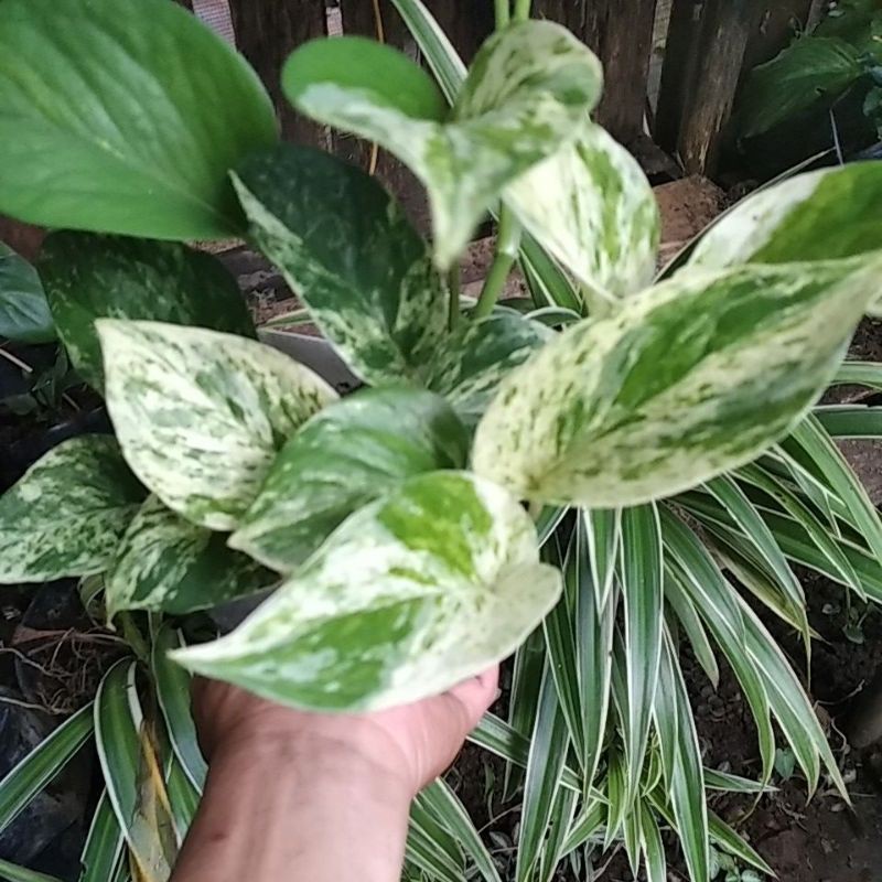 sirih marbel varigata