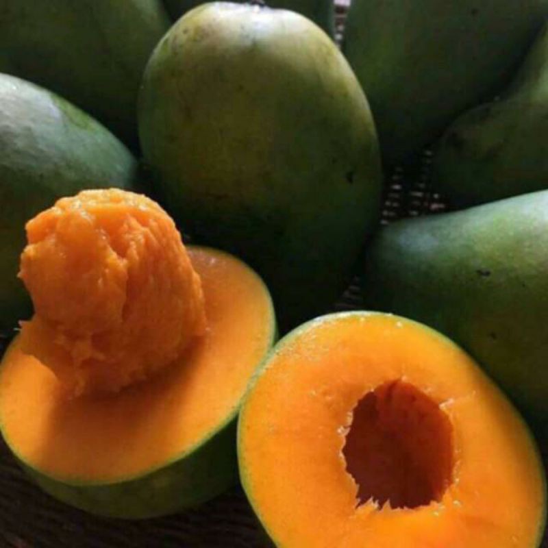 

MANGGA ALPUKAT