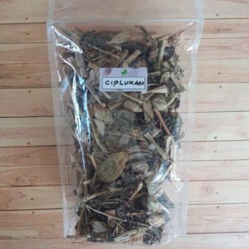 

Herba Ciplukan Kering Premium 50 gr