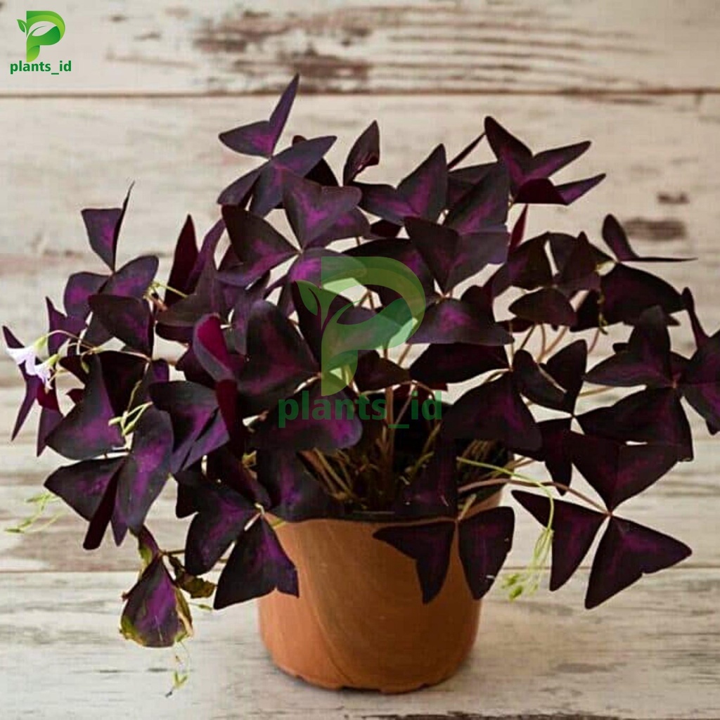 Benih Tanaman Hias Shamrock Oxalis Bunga Kupu Kupu Tanaman Hias Gantung Tanaman Hias Indor benih tan