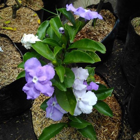 Tanaman Hias Melati Costa - Melati Mentomori - Brunfelsia Uniflora