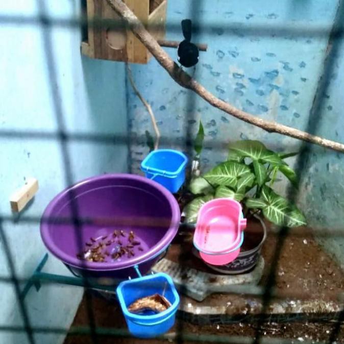 BEST  Tempat pakan ternak murai tempel didinding  ❀