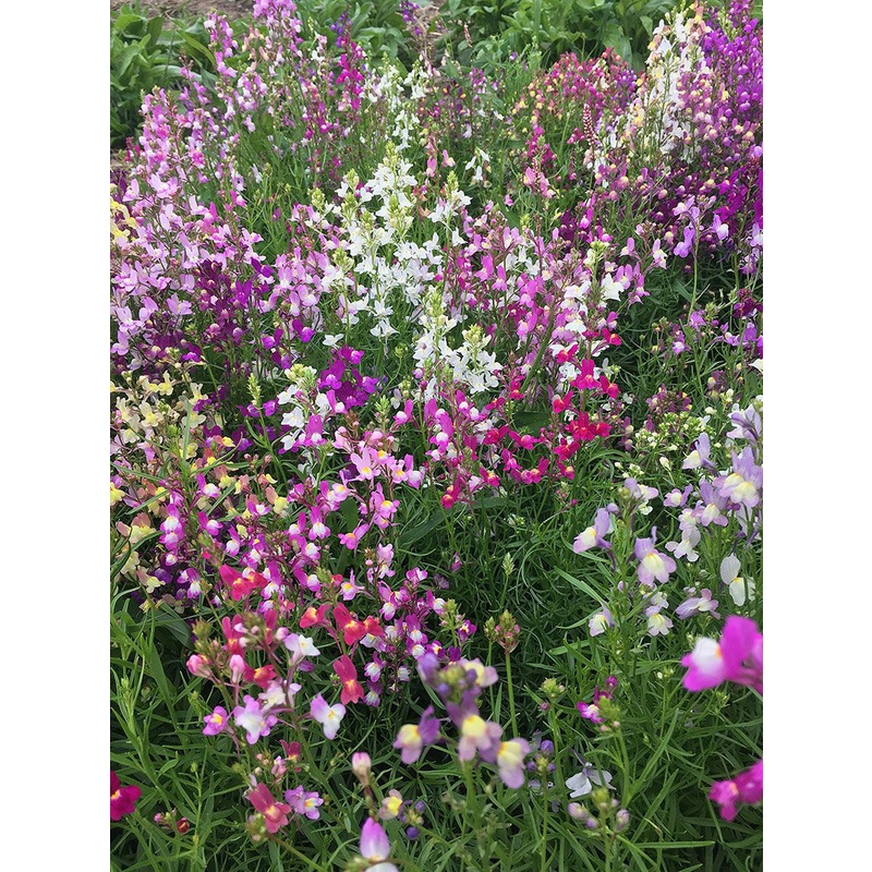 Benih Bibit Biji - Bunga Linaria Fairy Bouquet Mixed Flower Seeds - IMPORT