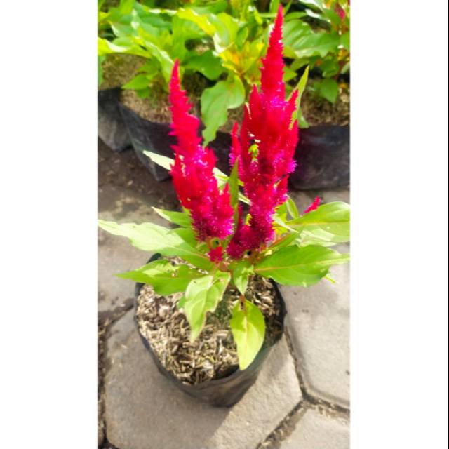 Tanaman Hias Celosia / Jengger Ayam