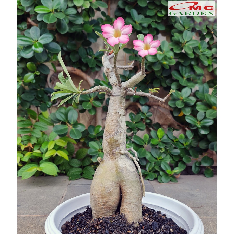 Bonsai Adenium Arabicum Obesum Kamboja Jepang Bonsae Tanaman Hias B-KJ-002