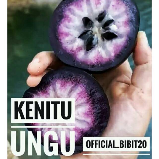 Kenitu Ungu Indukan || Bibit Kenitu Ungu Unggulan