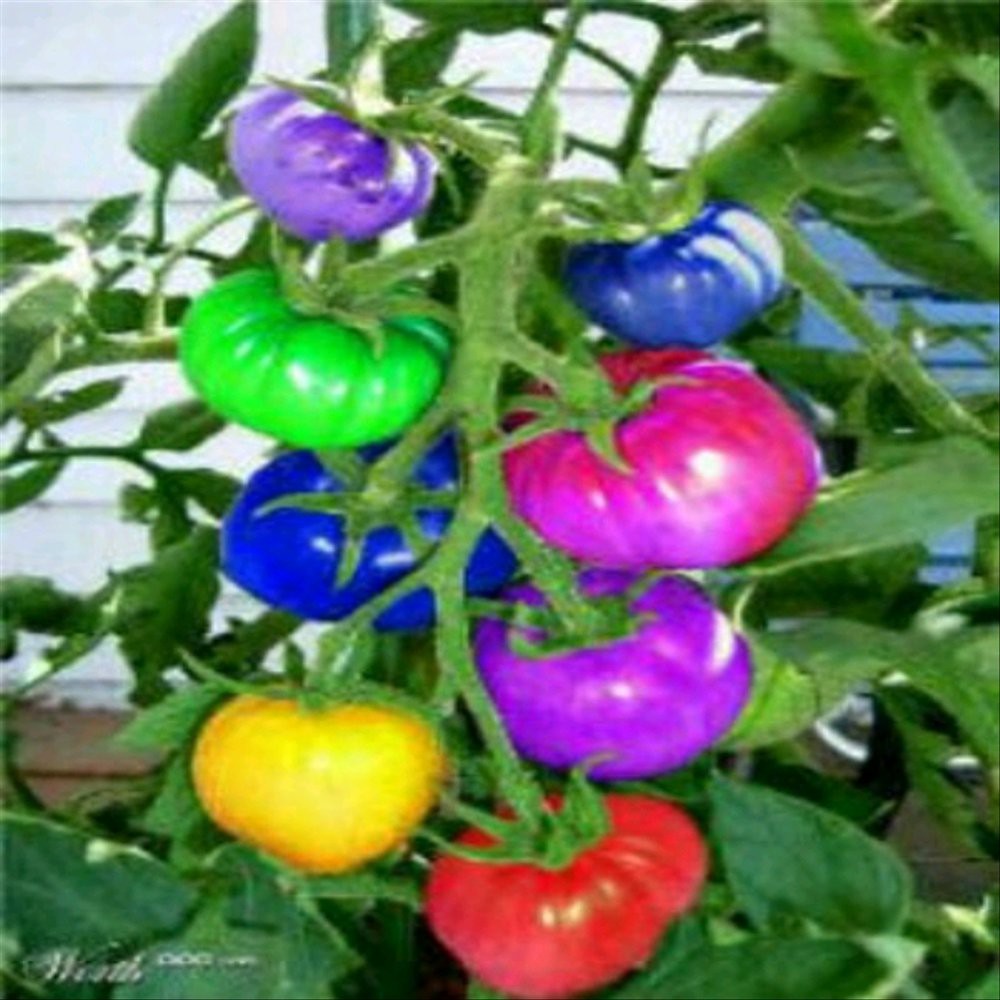 Bibit Tomat Pelangi Tomato Seeds Import
