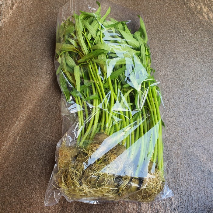 

KANGKUNG HIDROPONIK 250gr