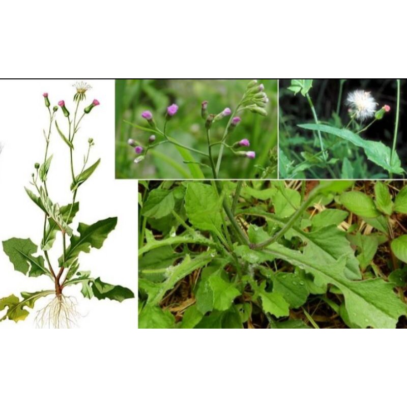 Rumput Jonghe/Centongan/Tempuh Wiyang 100gram