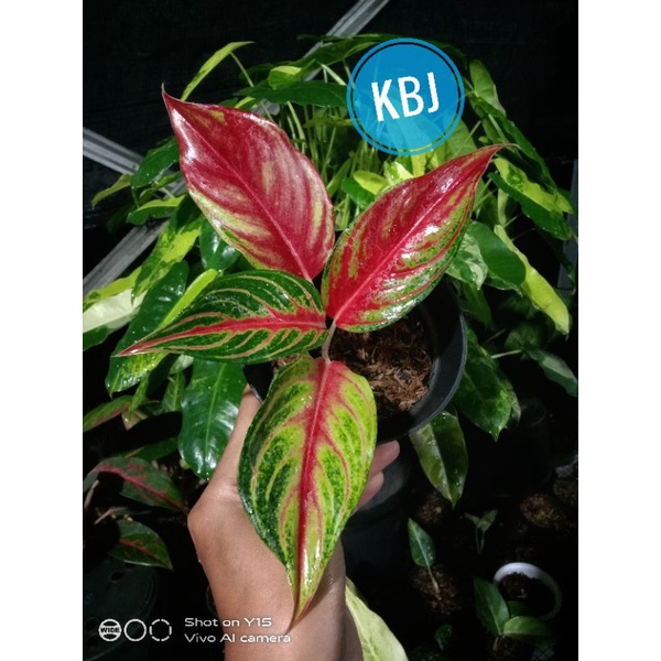 aglaonema red sunset