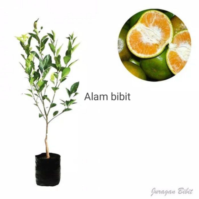 BIBIT JERUK PONTIANAK SUPER OKULASI (COCOK DI TANAM POT)