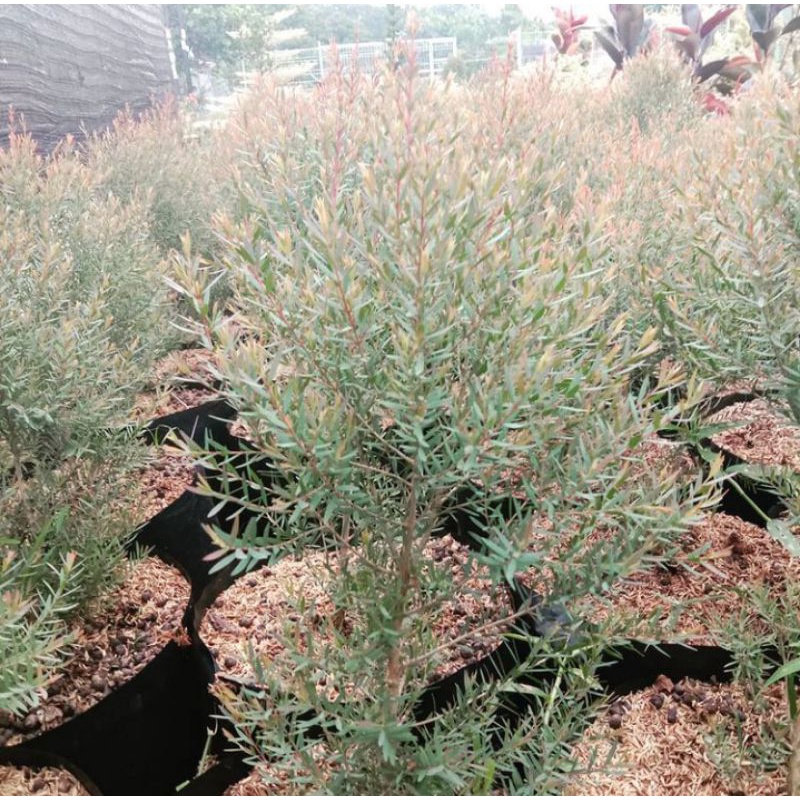 bibit tanaman kayu putih tanaman aroma kayu putih